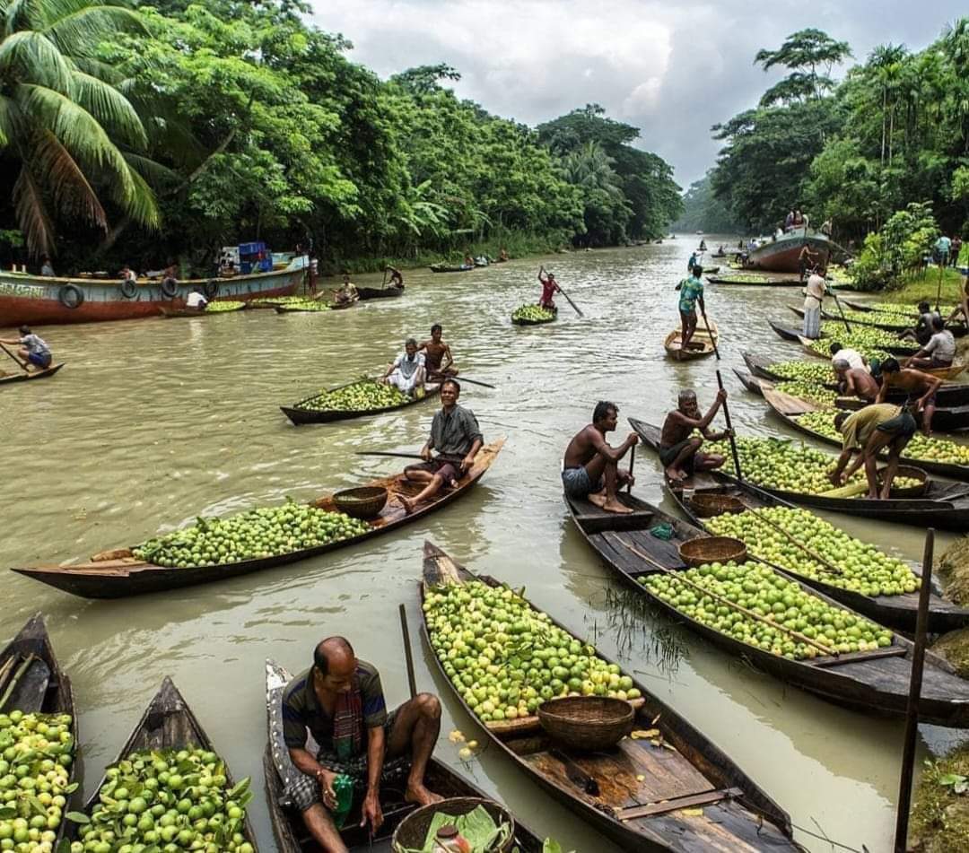 A river full of harvest: Rows of wooden boats loaded with guavas crowd the canal as early-morning trading begins at the seasonal floating market. (Photo: V7N)